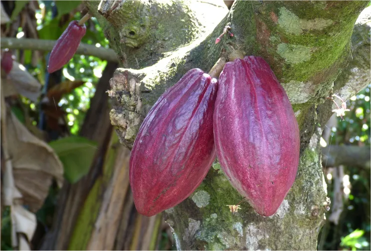 ¿Por qué el cacao y cuáles son sus beneficios?