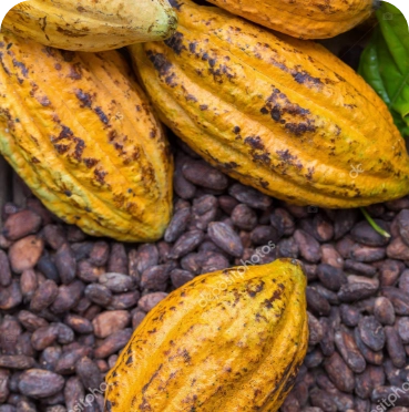 cacao-fino-amazonas